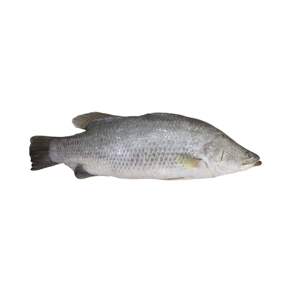 A Barramundi fish