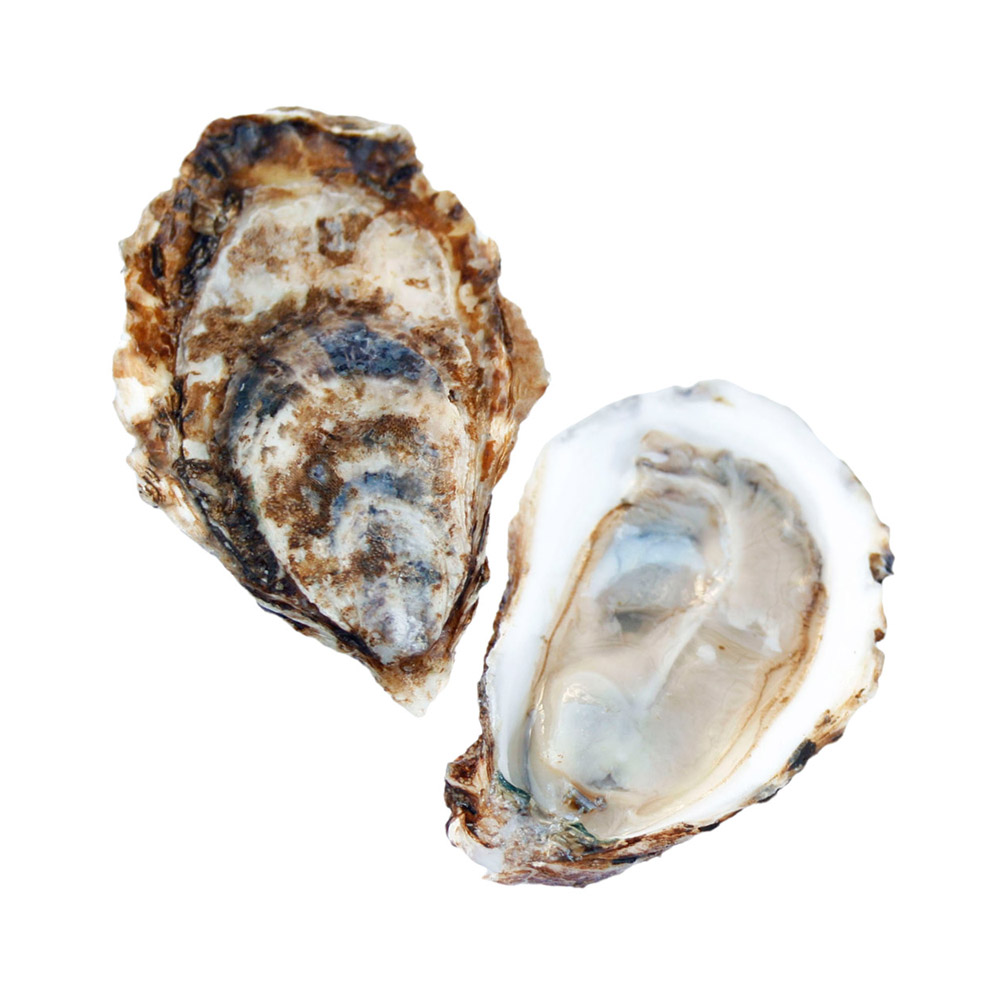 The top of a shell and an open Beausoleil Oyster