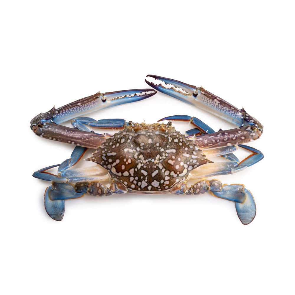 A blue crab