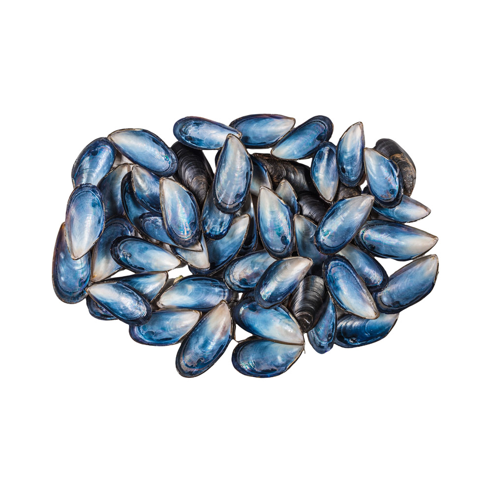 A pile of blue mussels