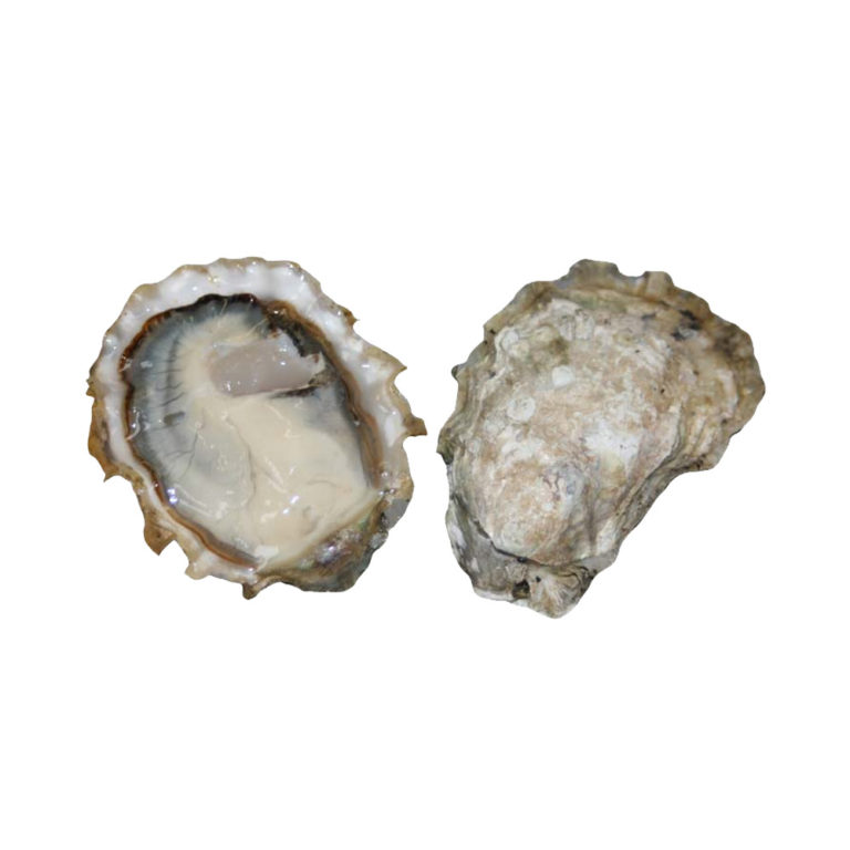 Calm Cove Oysters EURO USA