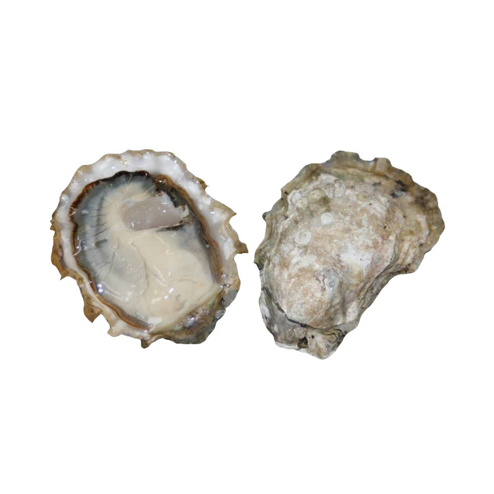 An opened Calm Cove oyster