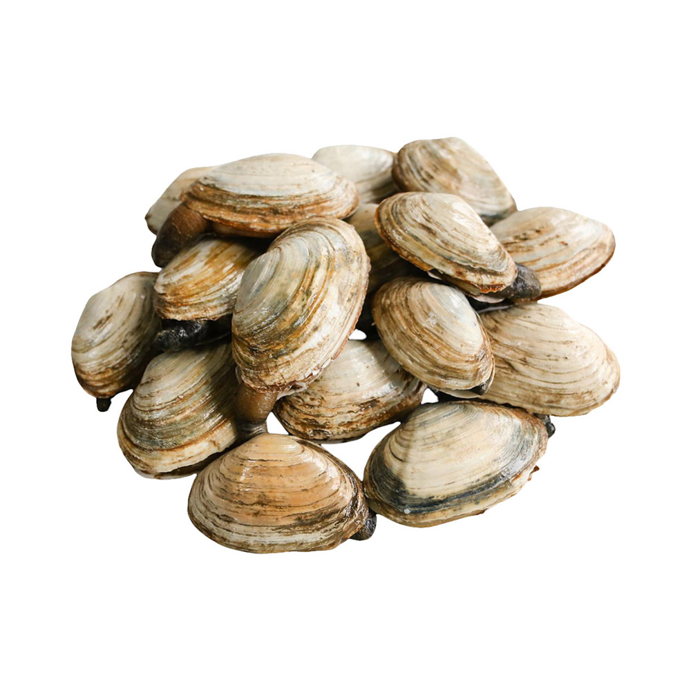 A pile of softshell clams