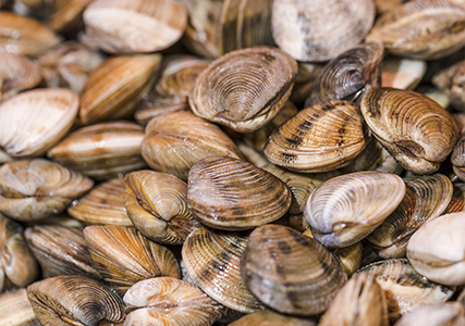 A large pile of clams in shells