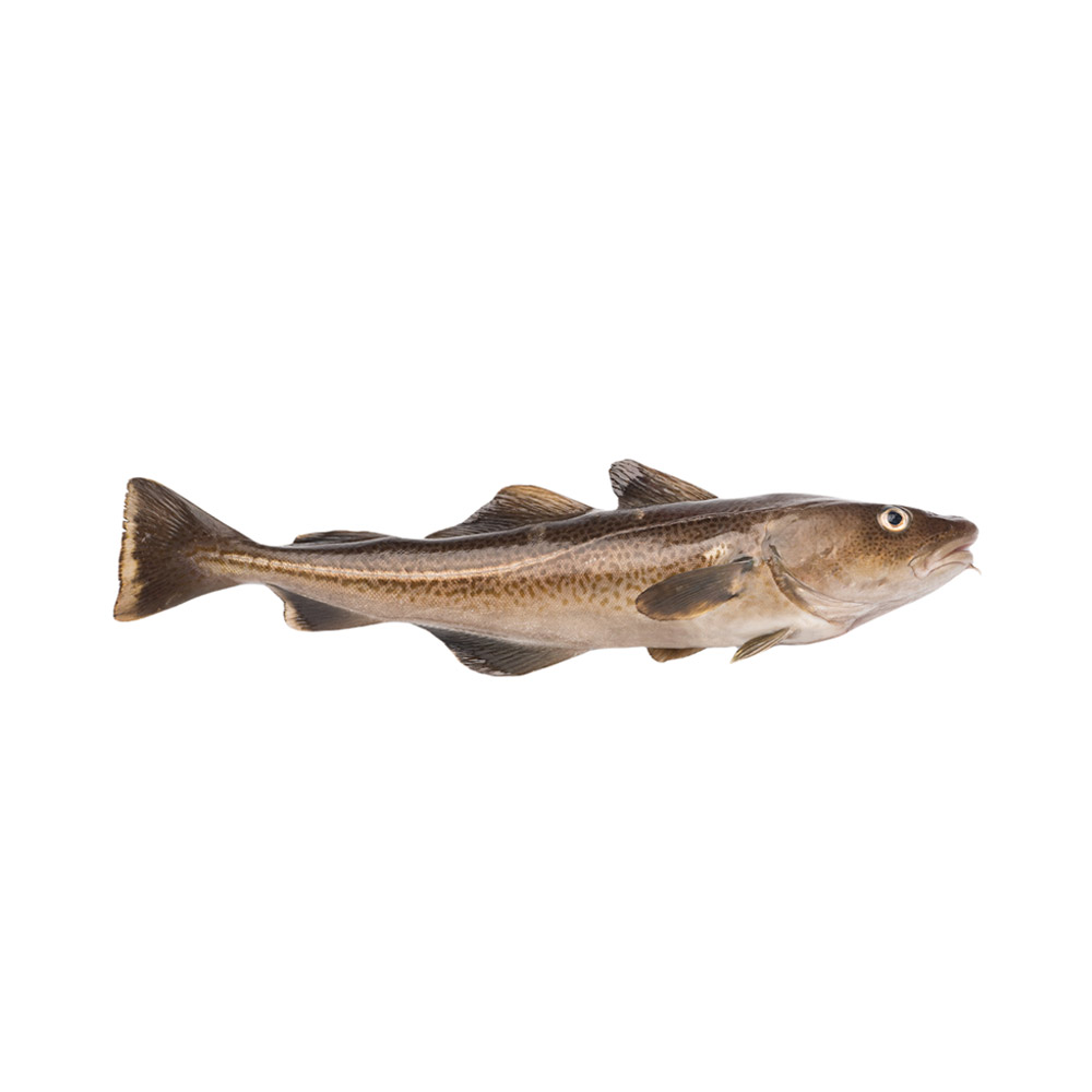 An Atlantic Cod fish