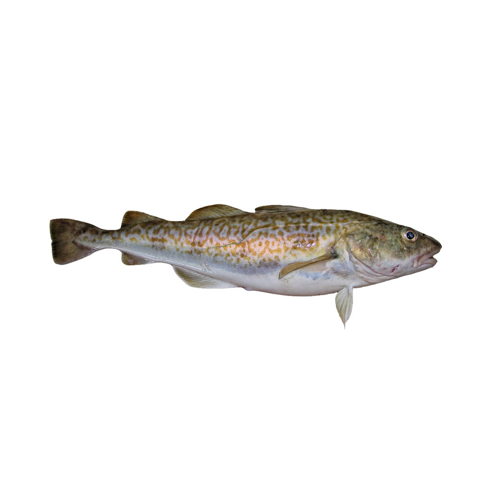 A Pacific Cod fish