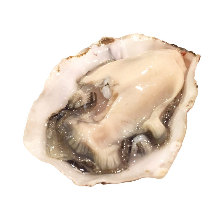 Coromandel Oysters EURO USA