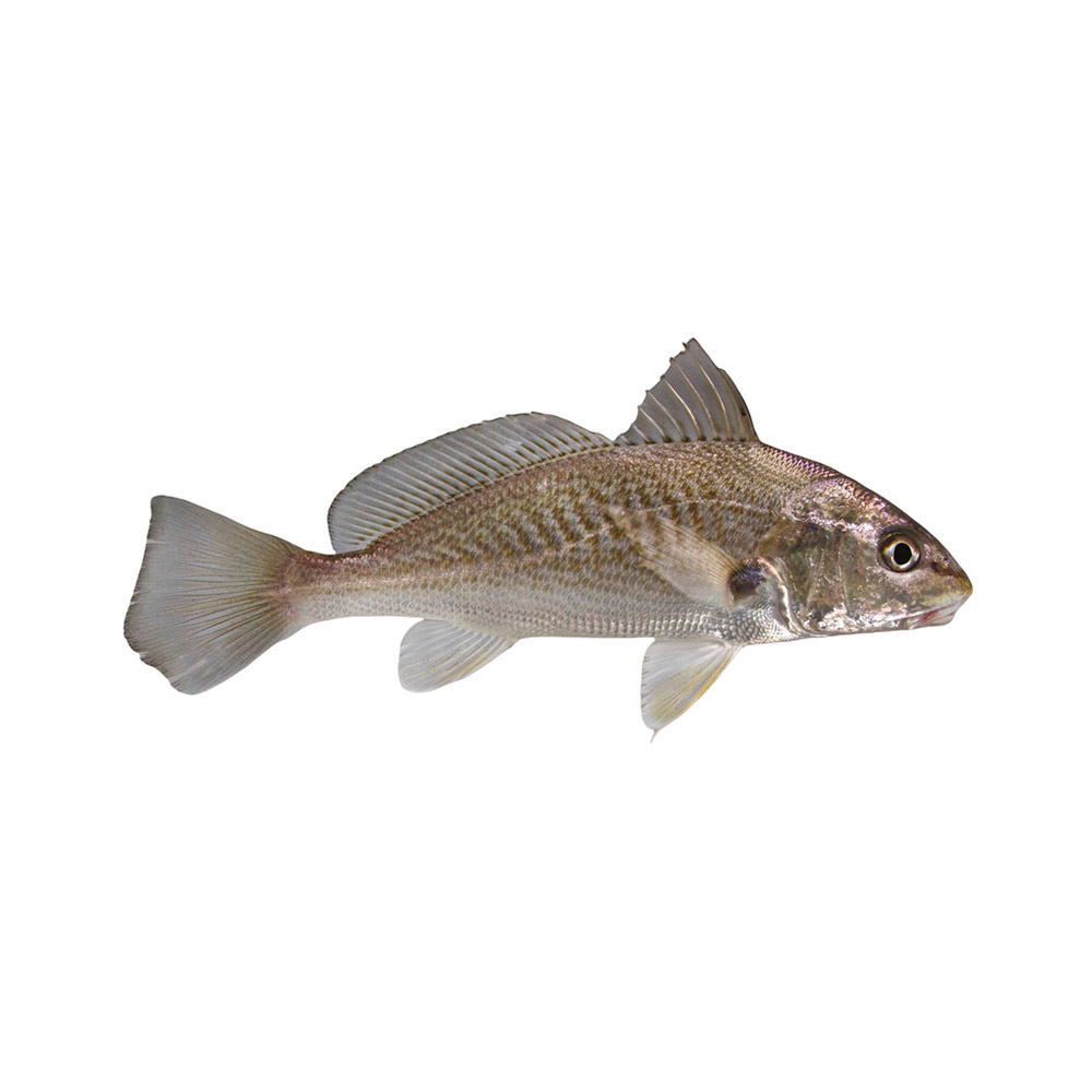 A Croaker fish