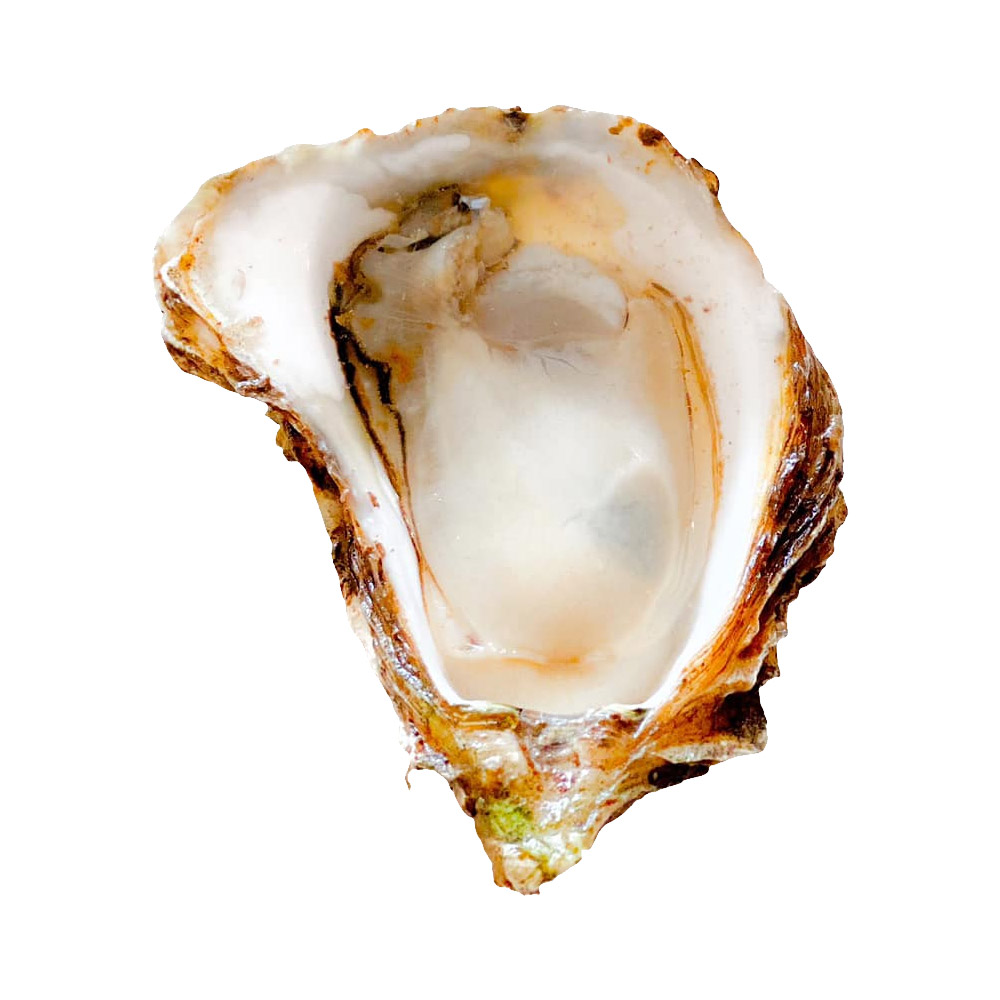 An open Cupid's Choice oyster