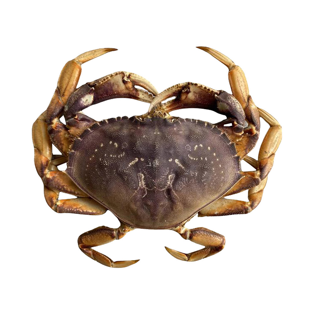 A dungeness crab