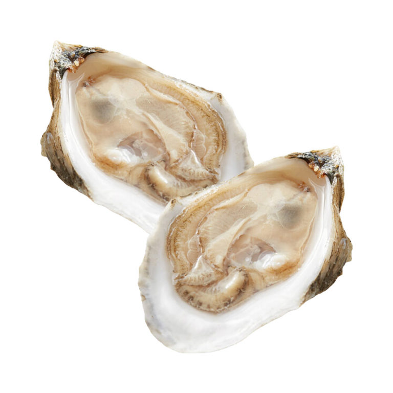 Duxbury Oysters EURO USA