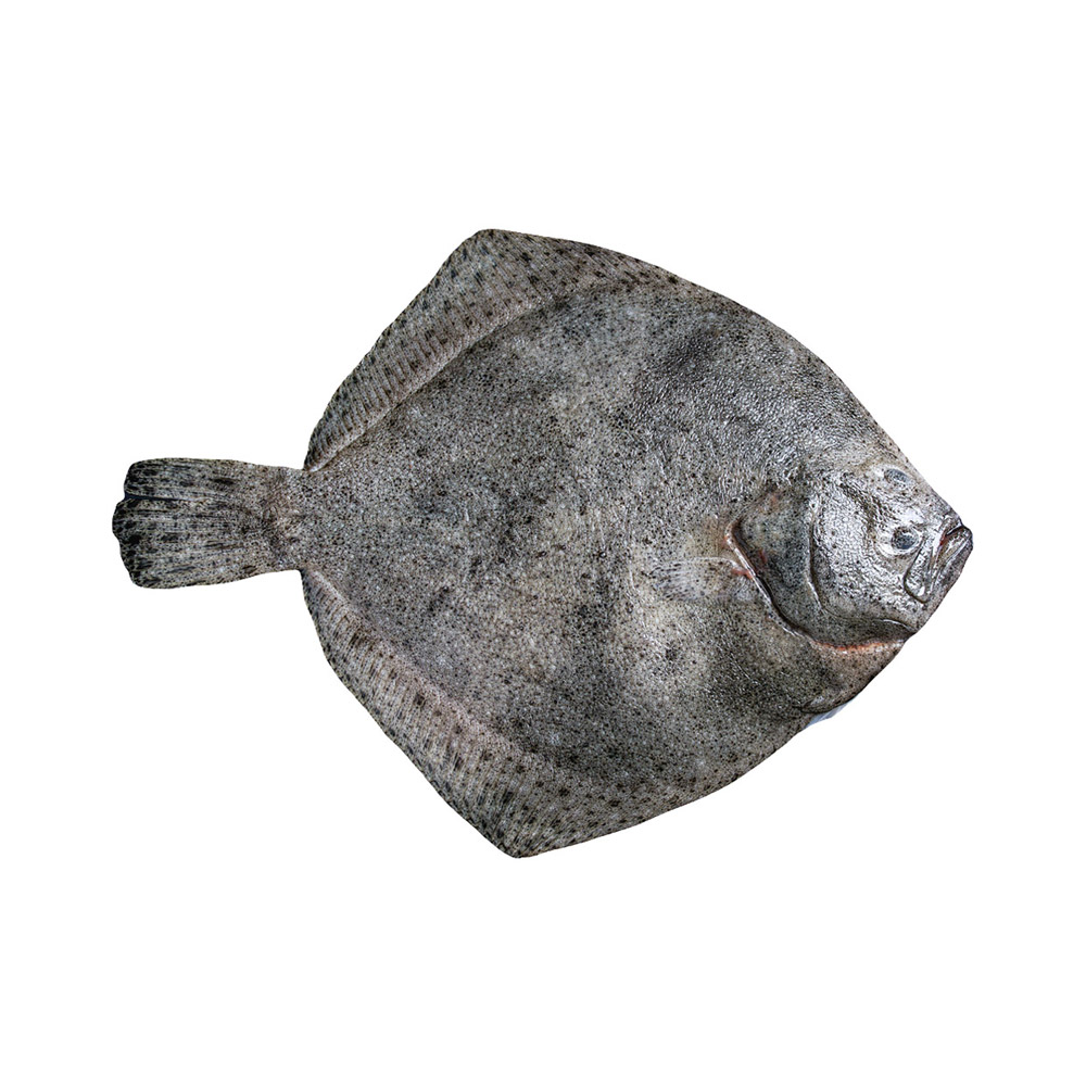 A Flounder fish