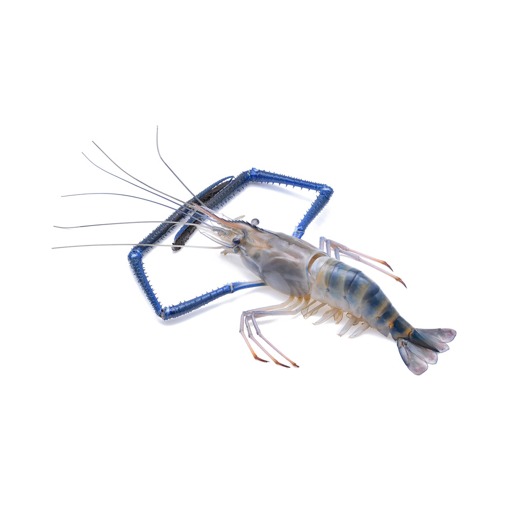 A freshwater shrimp