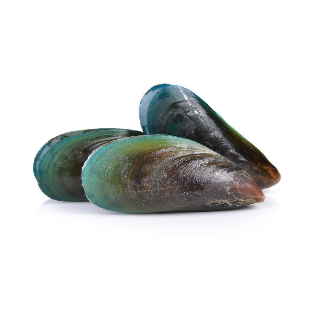 A pile of three green lipped mussels