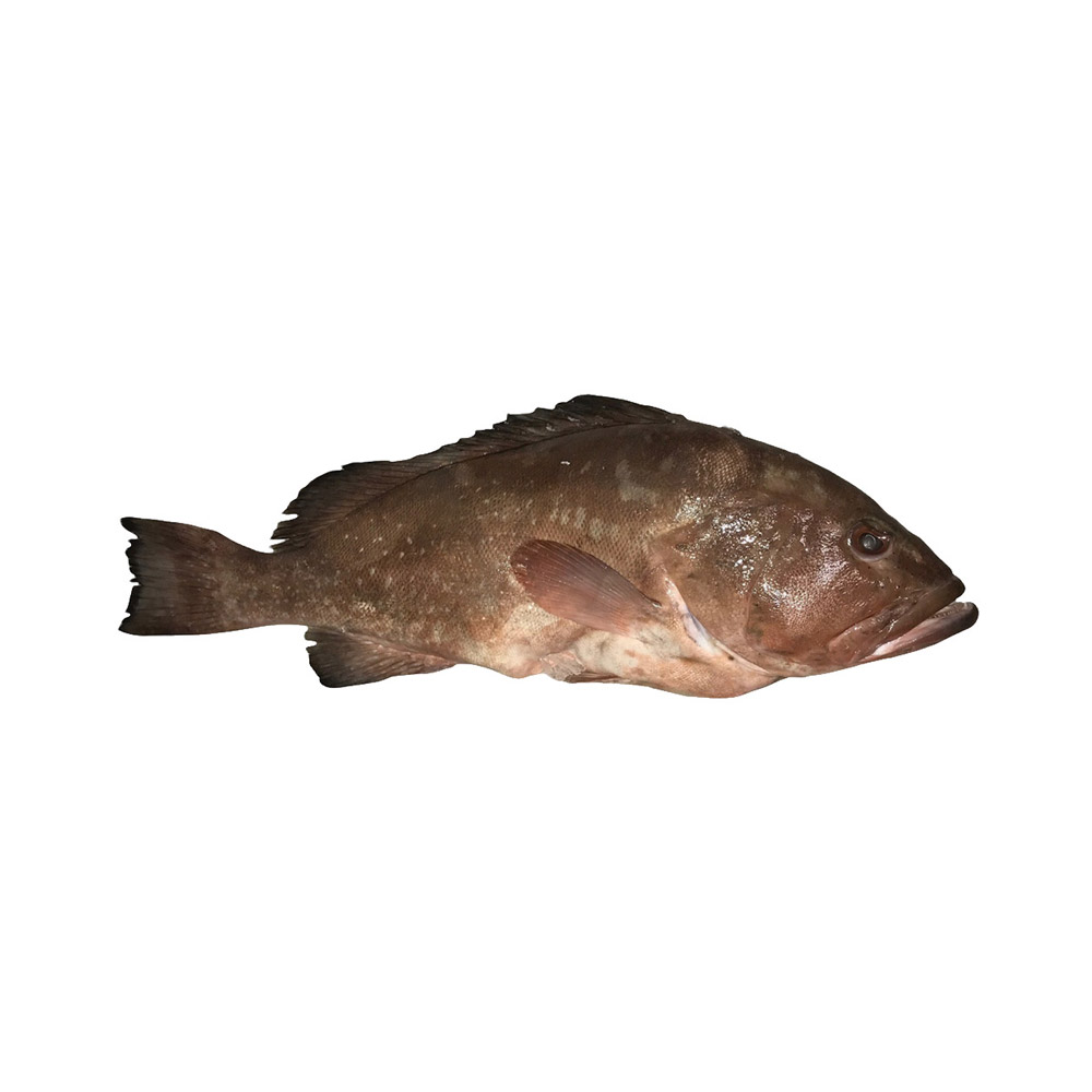 A grouper fish