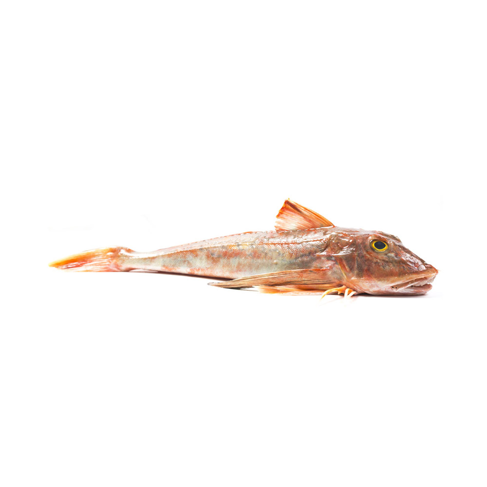 A Gurnard fish