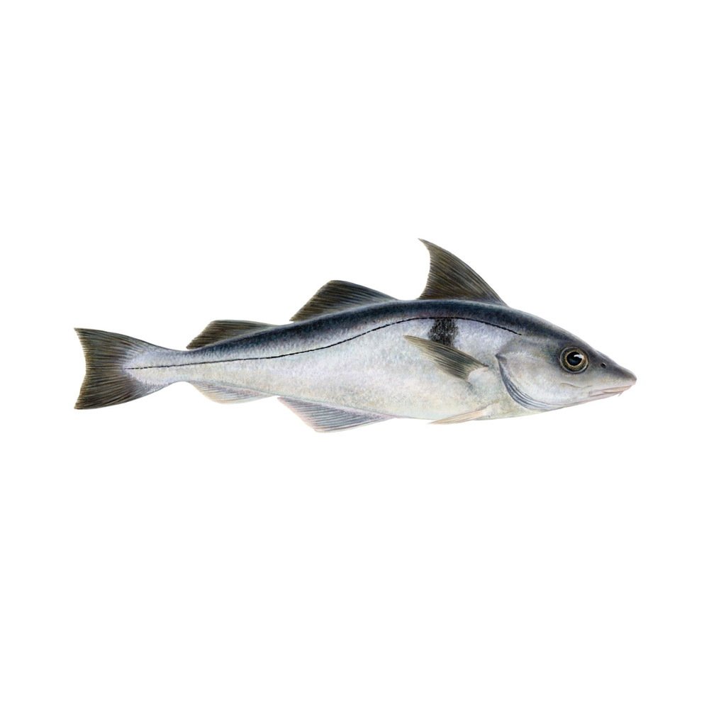 A Haddock fish