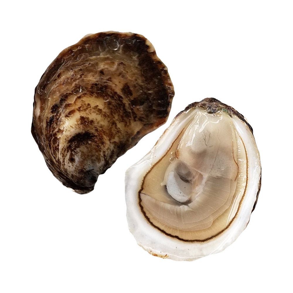 An opened Irish Point oyster