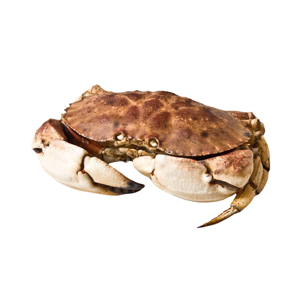A Jonah crab