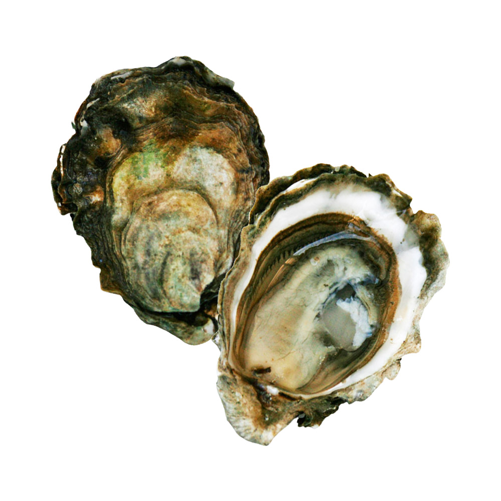 An open Kumamoto oyster