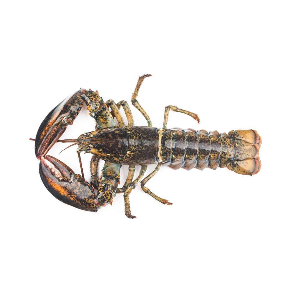 An American lobster