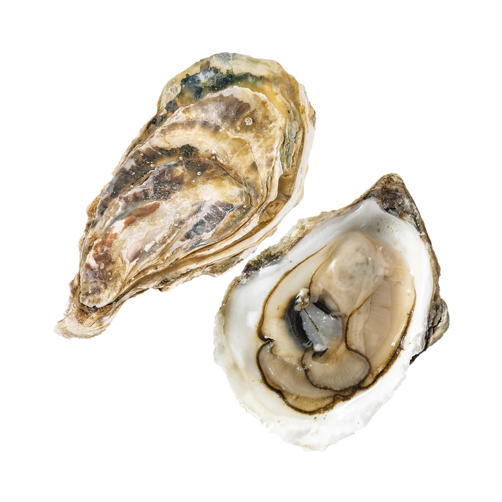 An open Lucky Lime oyster