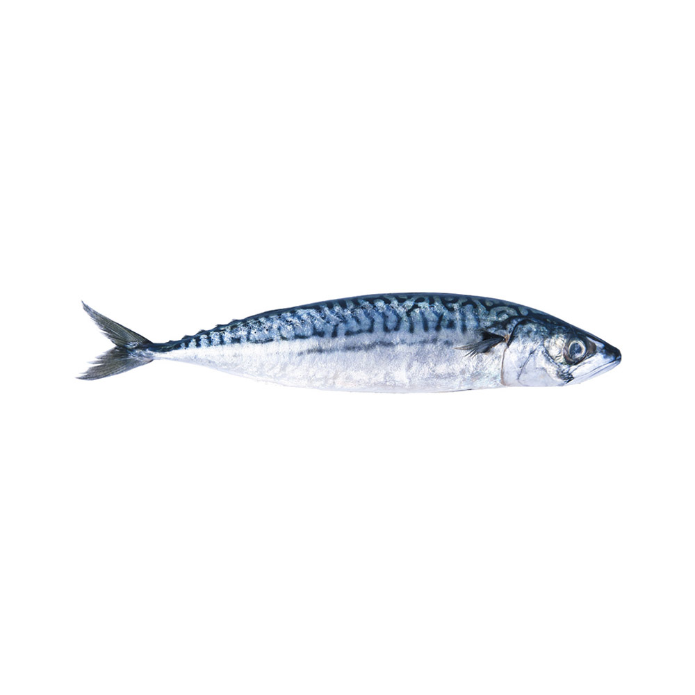 A Mackerel fish