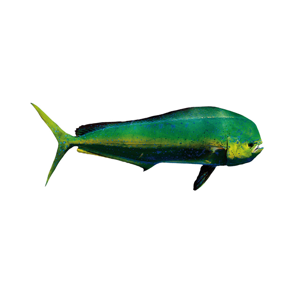 A Mahimahi fish