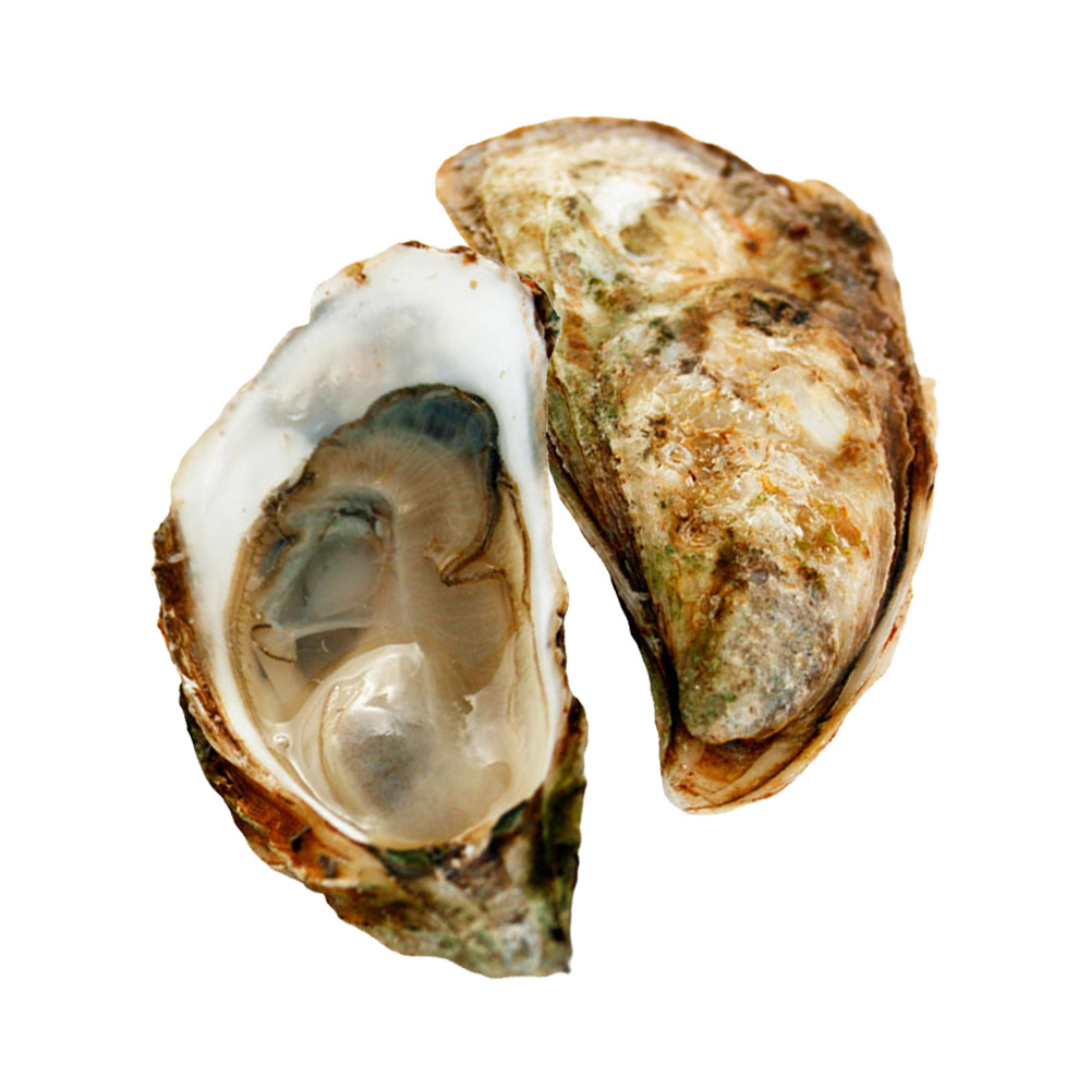 An open Malpeque oyster