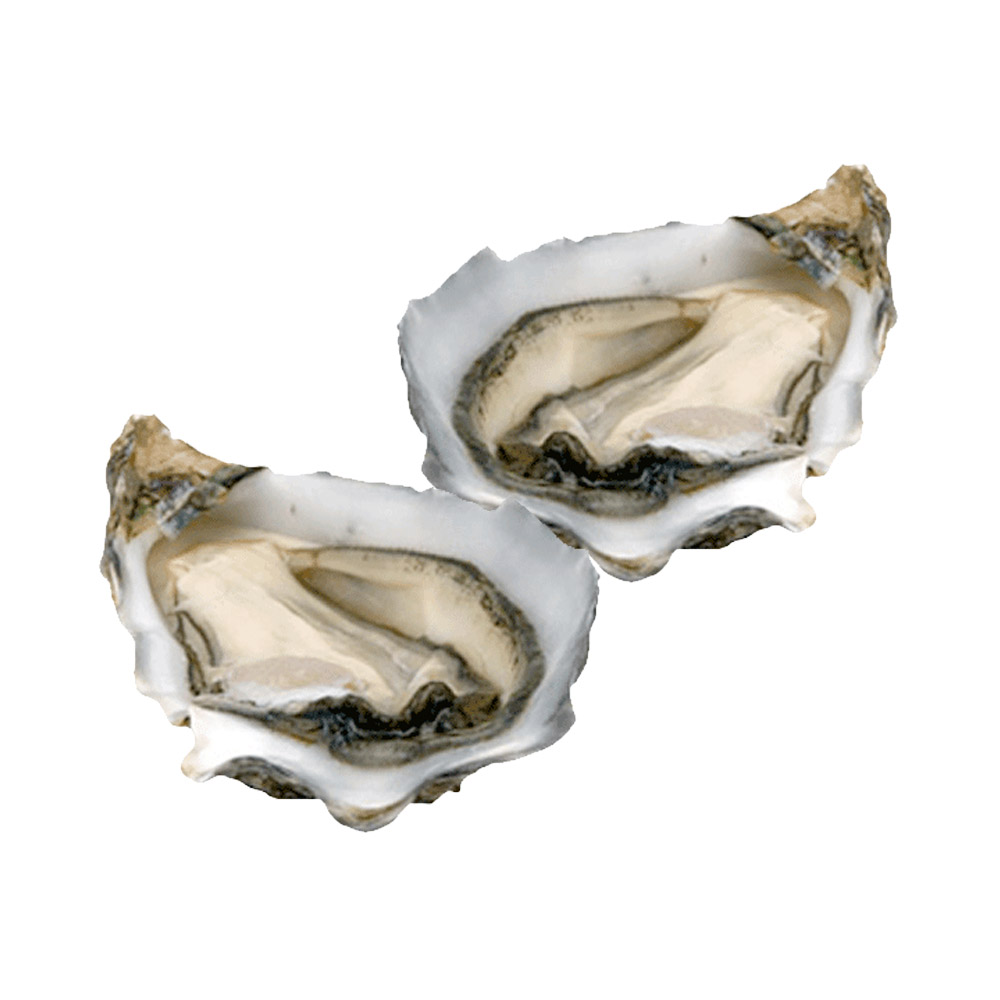Two open Miyagi oysters