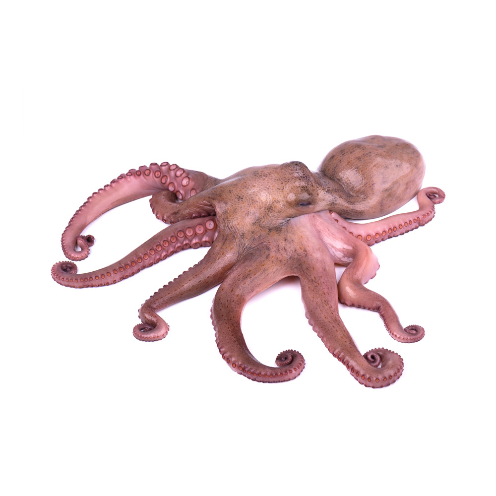 An octopus