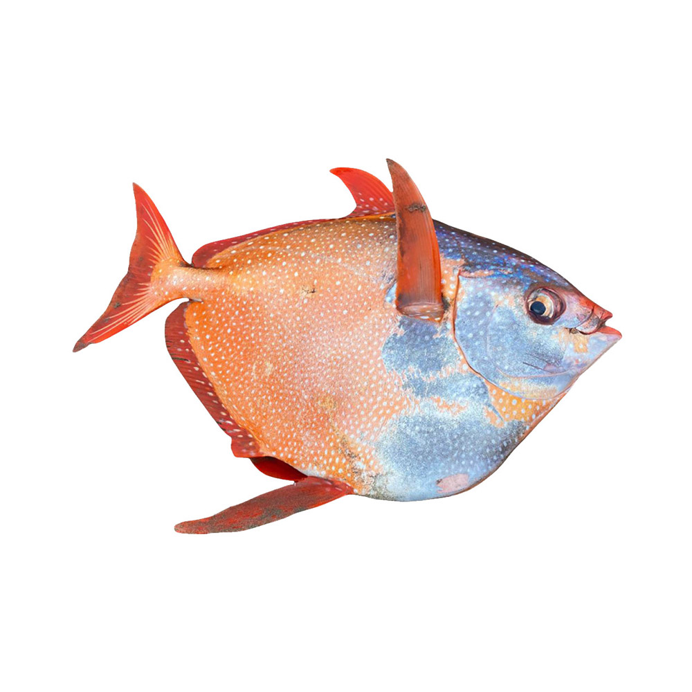 An Opah fish