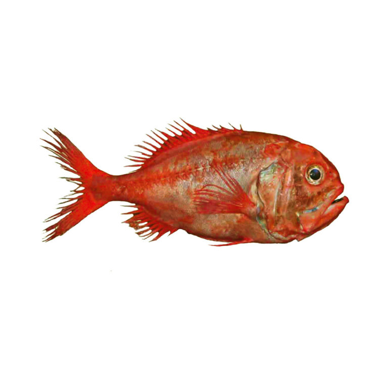 Orange Roughy - EURO USA