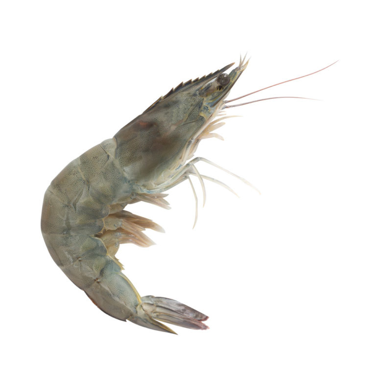 Pacific White Shrimp - EURO USA