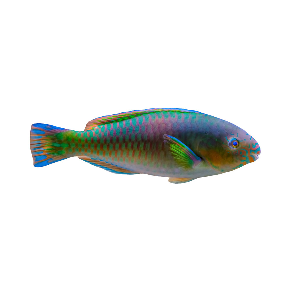 A Parrotfish fish
