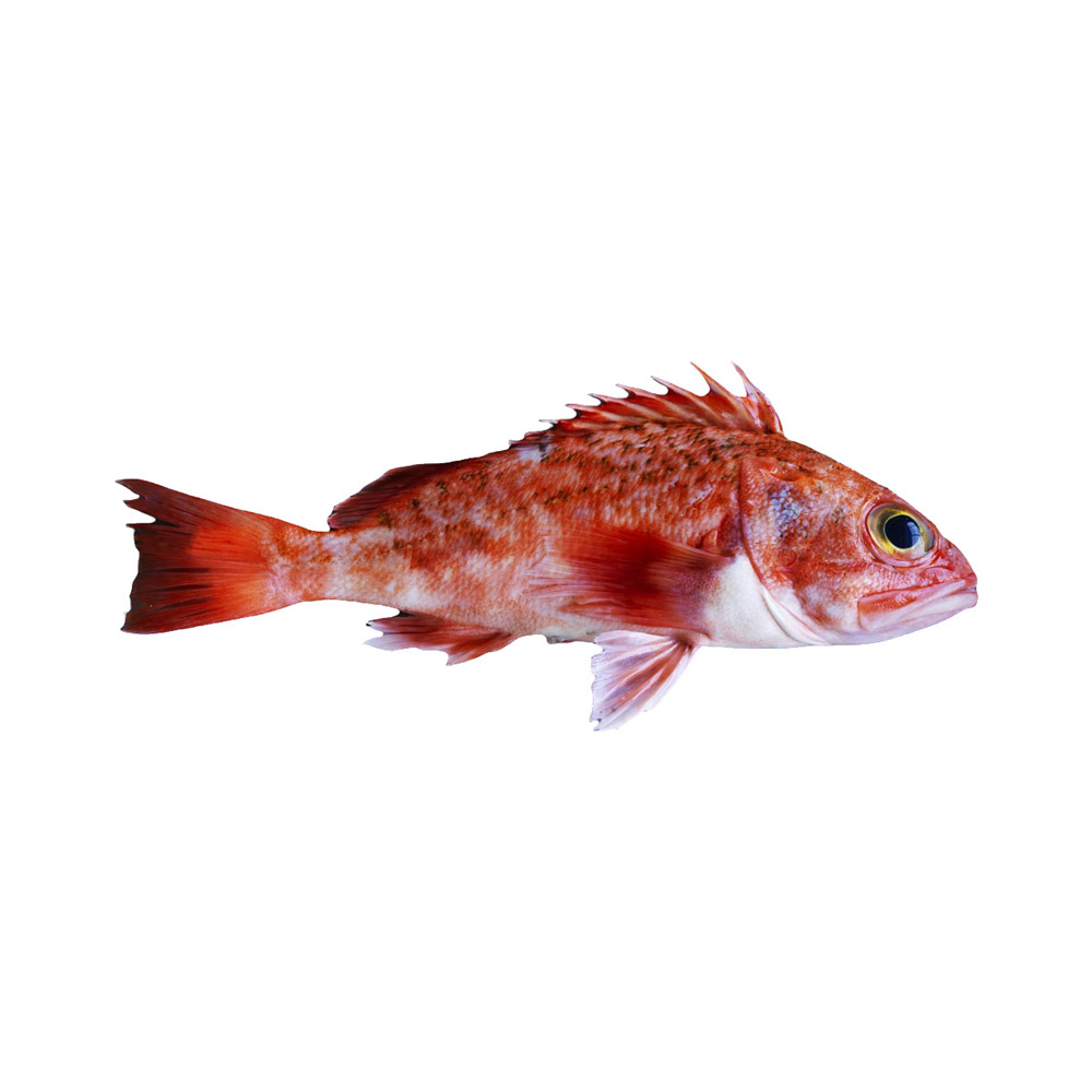 An Atlantic Perch fish