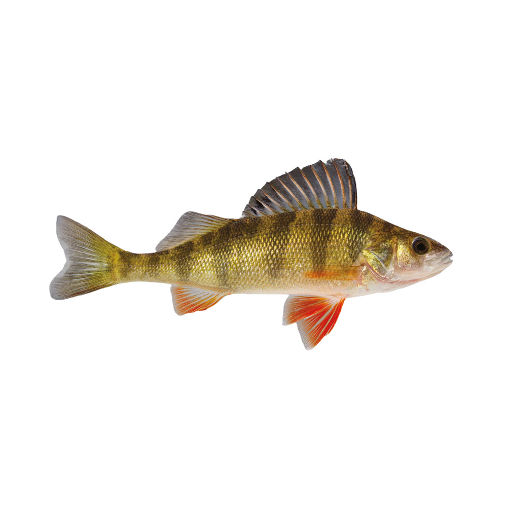 A yellow Perch fish