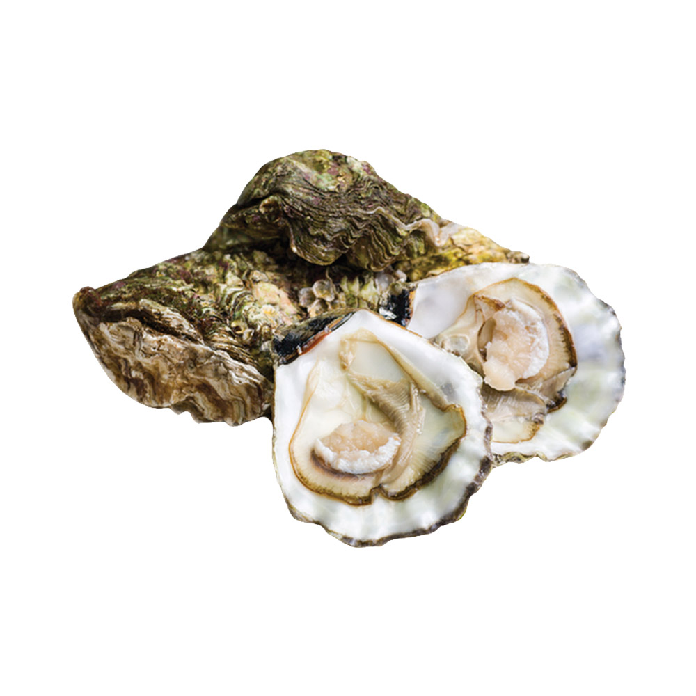 Two open Pickering Passage oysters with a closed oyster behind them