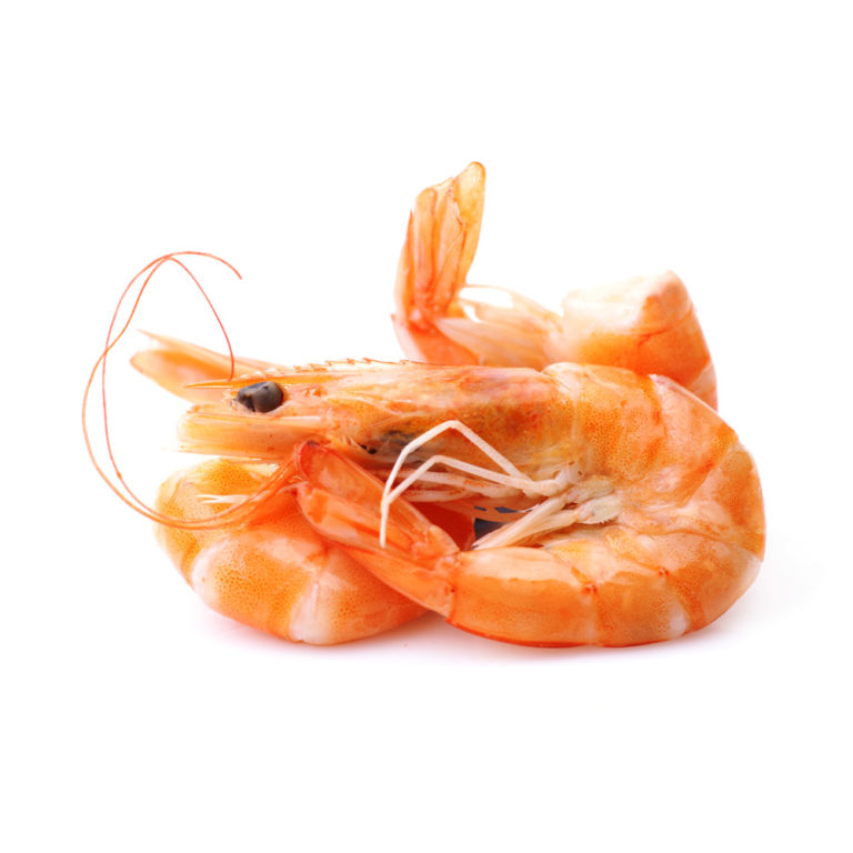 Pink Shrimp EURO USA