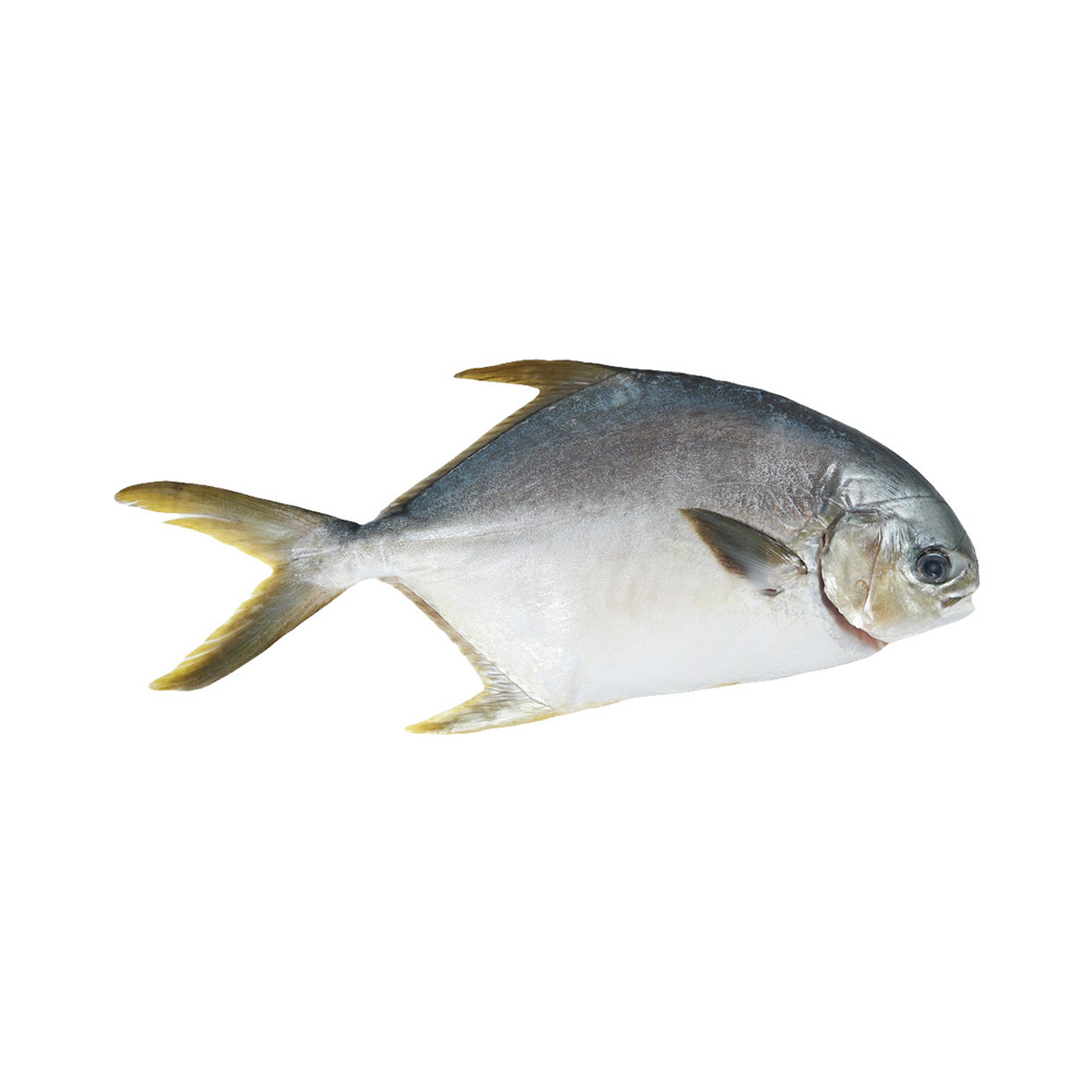 A Pompano fish