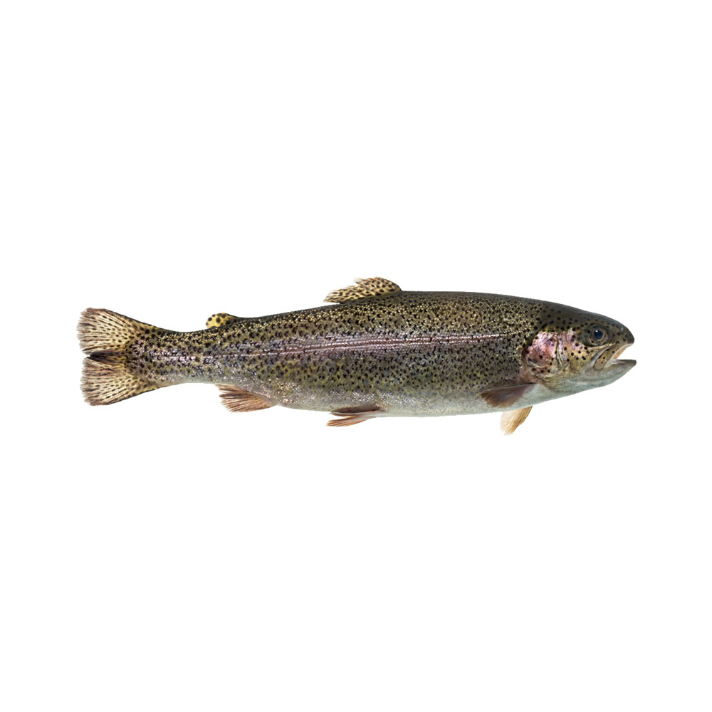 A Rainbow Trout fish