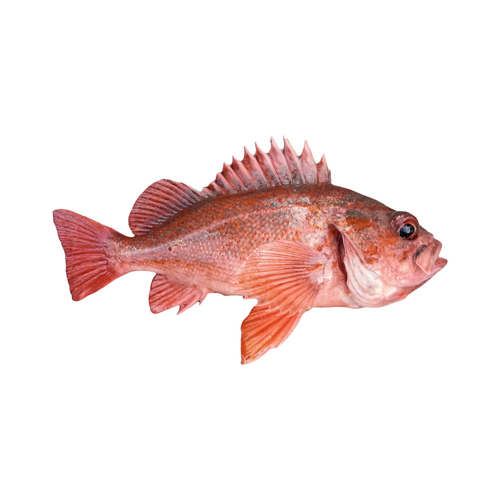 A Rockfish fish