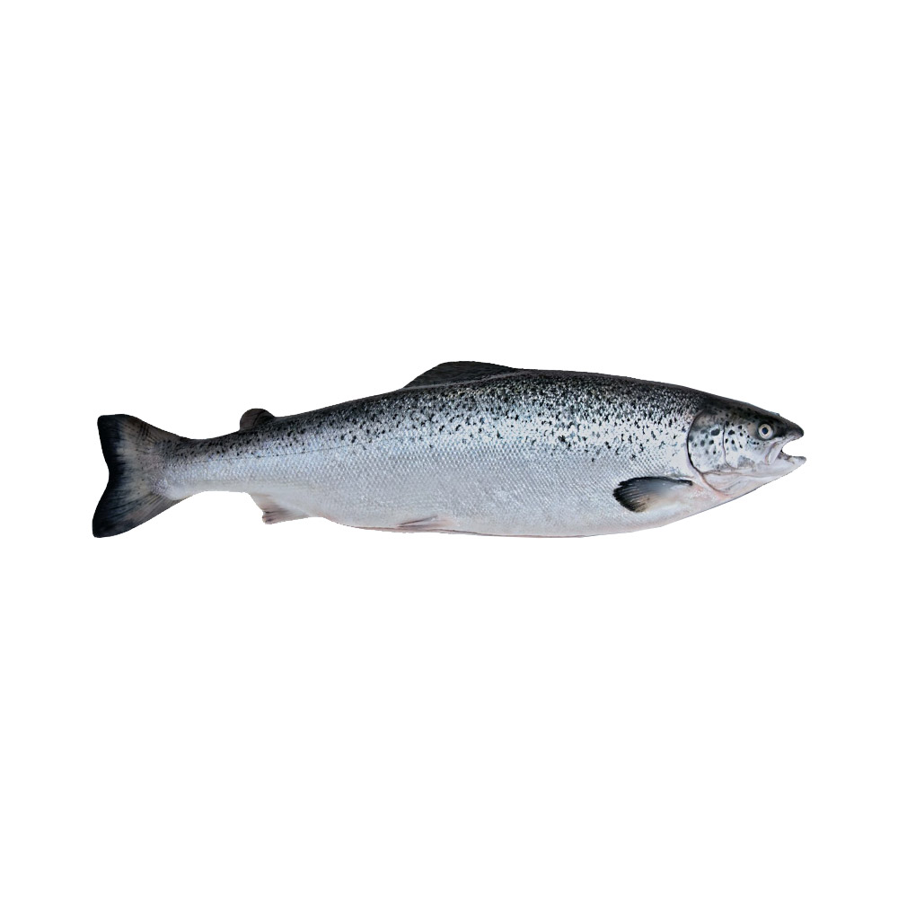 An Atlantic Salmon fish