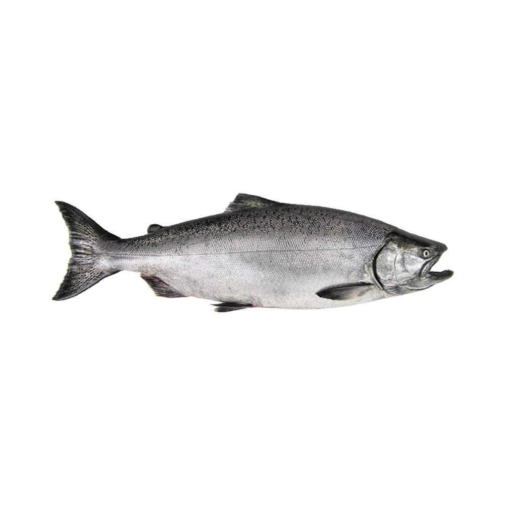 A Chinook Pacific Salmon fish