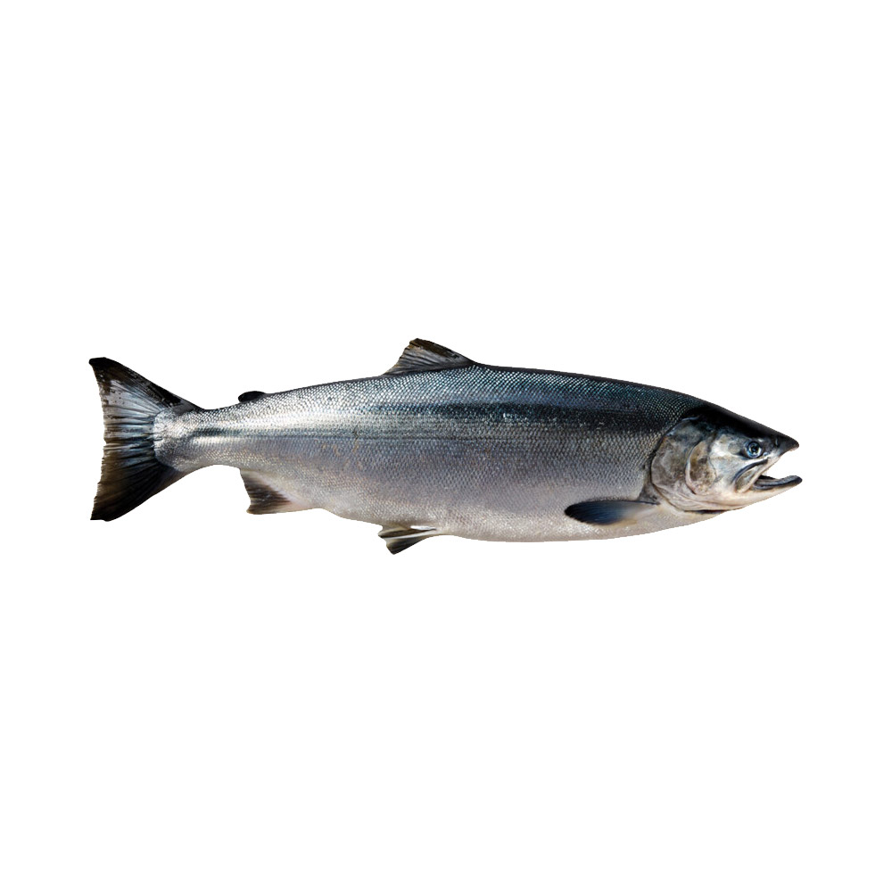A Coho Salmon fish