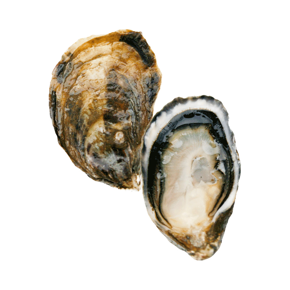 An open Shigoku oyster