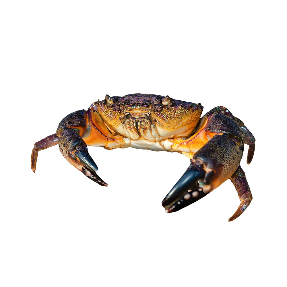 A stone crab