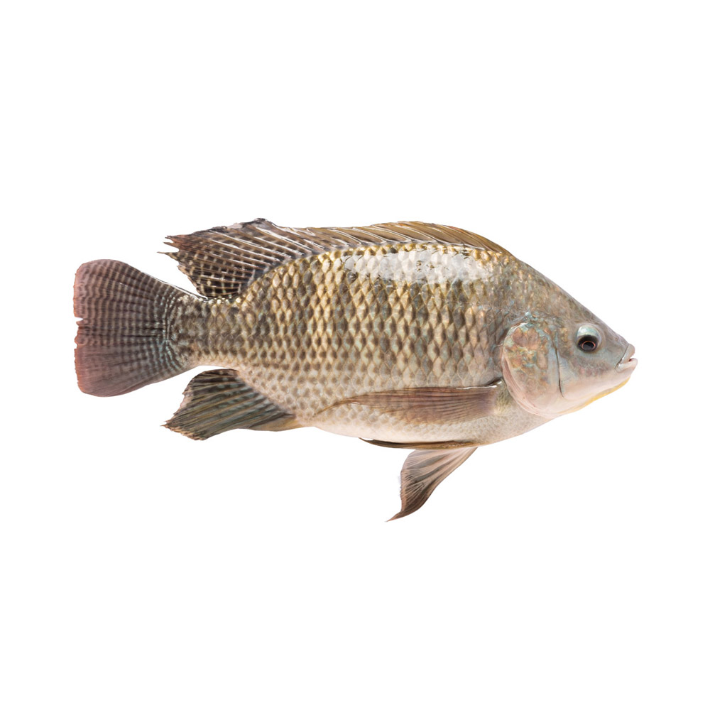 A Tilapia fish