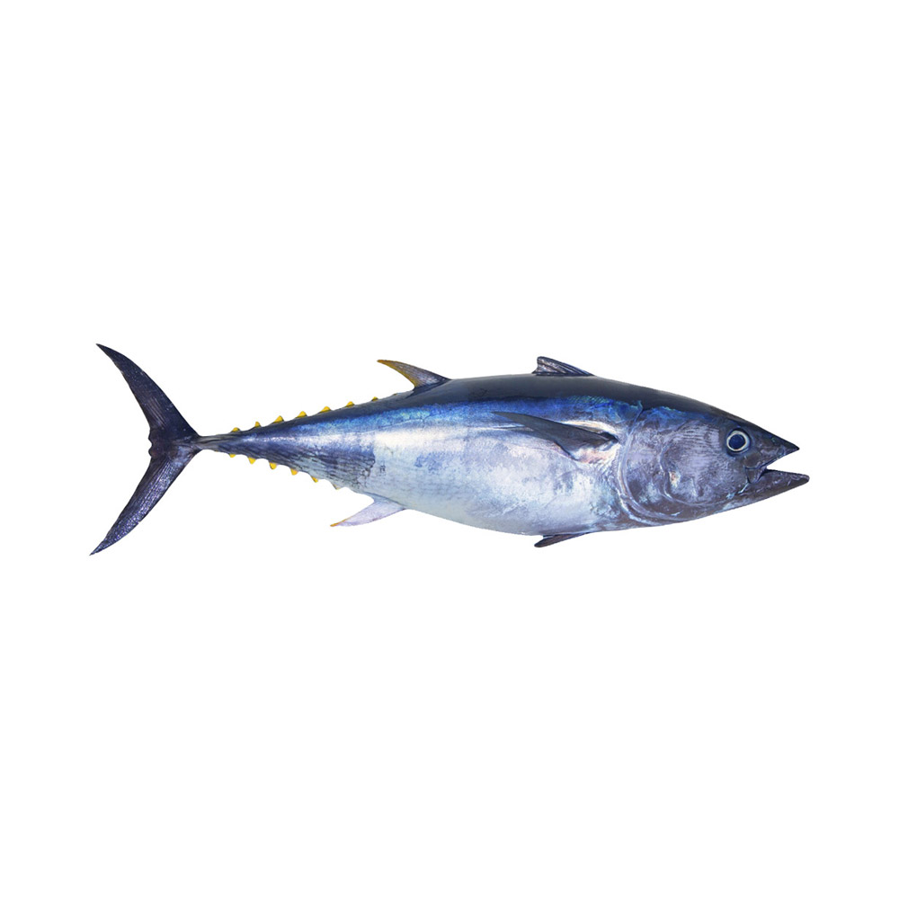 A Bluefin Tuna fish