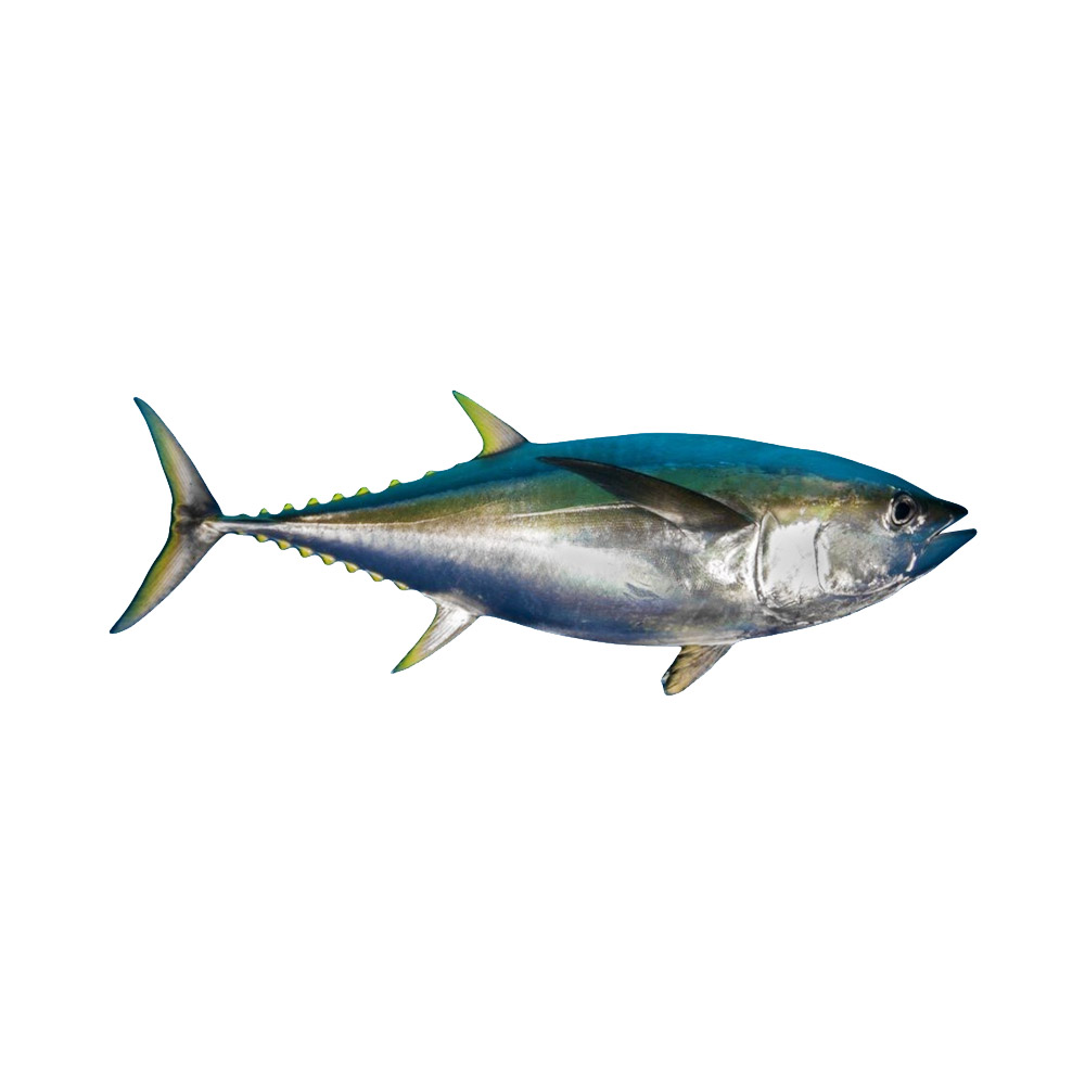 A Yellowfin Tuna fish